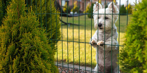 FenceIn Deck's Tips for Choosing the Perfect Fence for Your Home